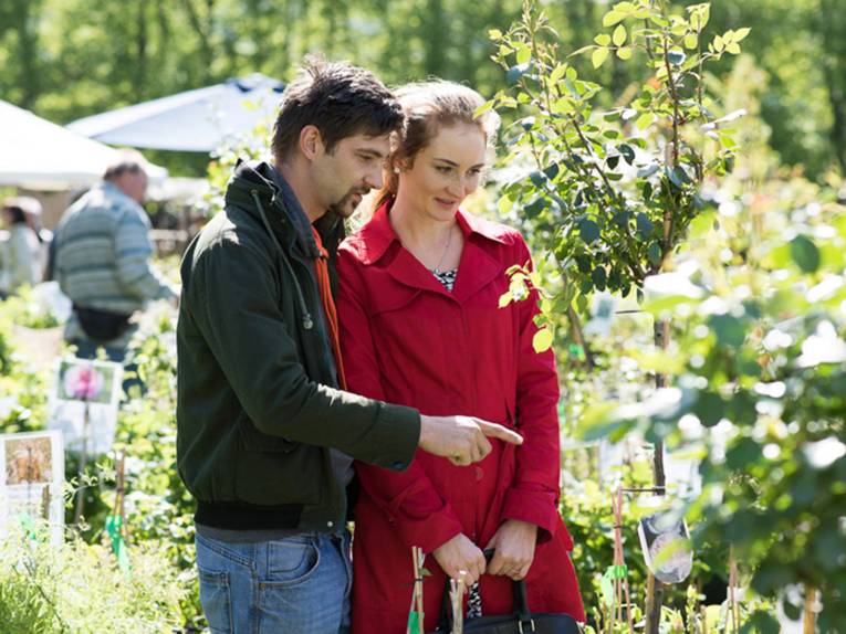 Ein junger Mann zeigt seiner jungen Begleiterin eine Hochstamm-Rose
