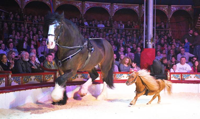 Ein Pferd und ein Pony laufen in einer Manege