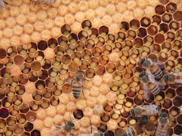 Wabe mit Bienen.