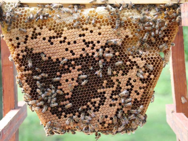 Bienen an einer Wabe. 