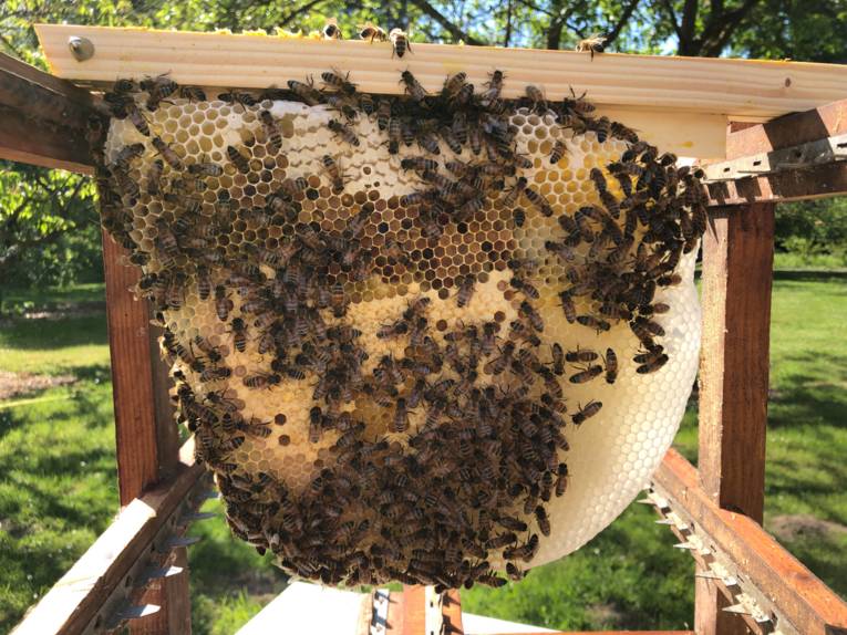 Bienen auf einer Wabe. 