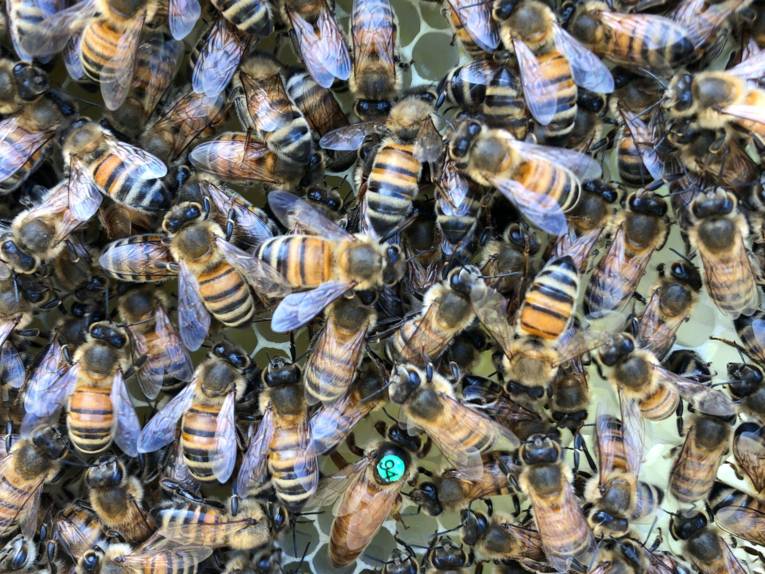 Bienen auf einer Wabe. 