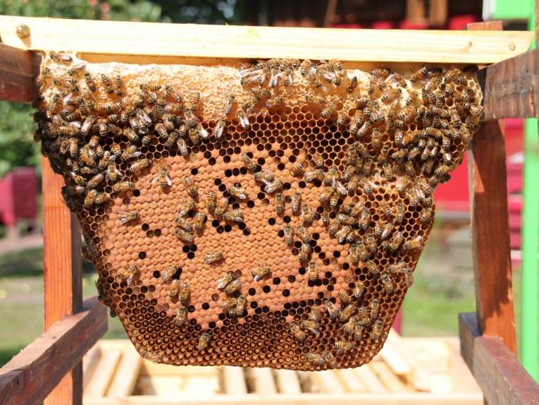 Bienen an einer Wabe. 