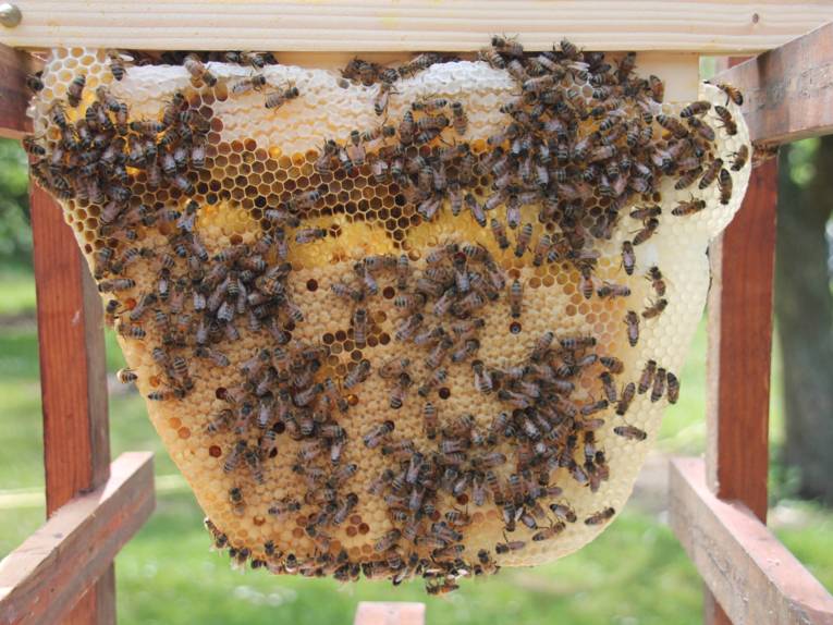 Wabe mit Bienen.