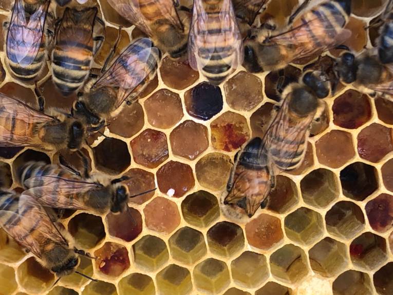Wabe mit Bienen.
