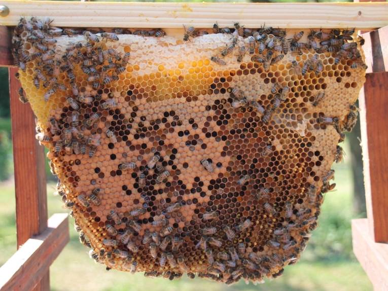 Wabe mit Bienen.