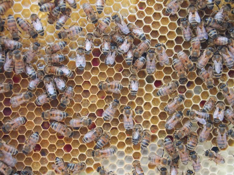 Wabe mit Bienen.