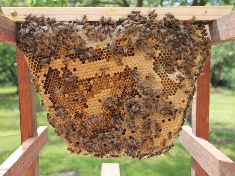 Wabe mit Bienen.