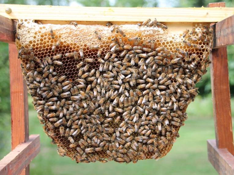 Bienen an einer Wabe. 