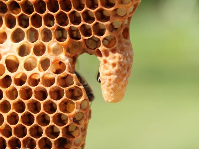 Bienenwabe. 