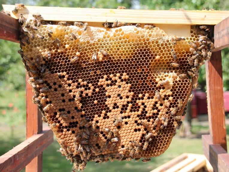 Bienen an einer Wabe. 