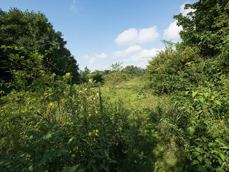 Eine Wildnis-Fläche. 