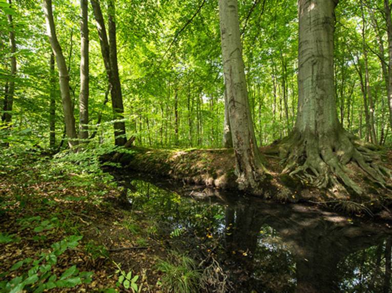 Eine Wildnis-Fläche. 