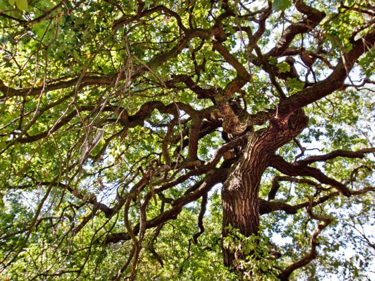 Blick in die Kronen mehrerer Bäume.