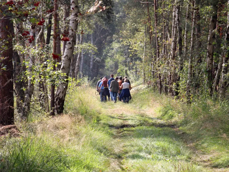 Eine Gruppe geht durch ein Moor, am Wegesrand wachsen Birken.