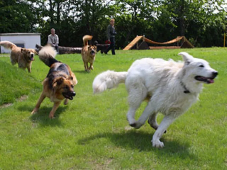 Hunde beim Spielen