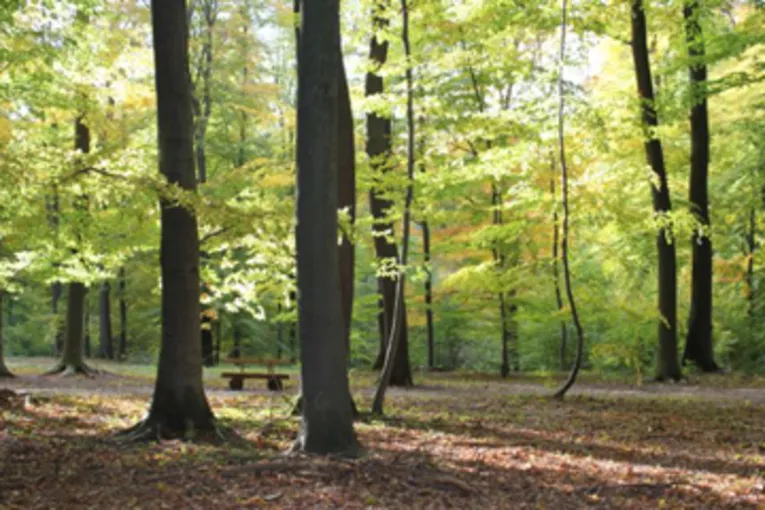 RuheForst Deister