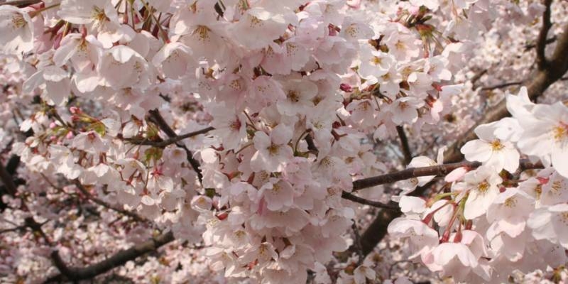 Das Kirschblütenfest im Hiroshima Hain in Hannover